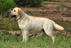 ��������С����ʲô�̷ۺã�