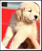 ��ë��ʲô���ÿ죨ͼ��