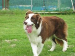 ����ι��ע�������ͼ��