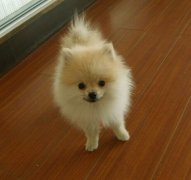 �����¹��̷�ι���٣�ͼ��