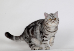 �����ëè��ʲô��Ӫ������ôι��