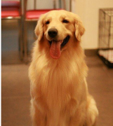 ���������ڼ��ʲô����Ӫ����ͼ��