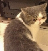 è��Ӫ�����ĸ��ã�