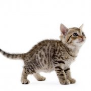 è��Ӫ������ô�ԣ�ͼ��