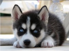 �������Լ��ķ������ô���£�ͼ��