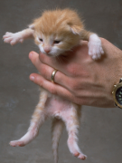 è���ʲô�ã�è�ܳ�Ӫ������