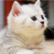 ��è����ʺ��ô�죨ͼ��