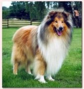 ���ι����������ͼ��