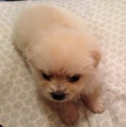 ������ʲô����Ӫ����ͼ��