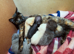 è�����ʲô��