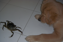 �����ȳ���ԭ��