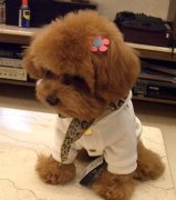 ̩�ϳ�ʲô��Ӫ������ͼ��