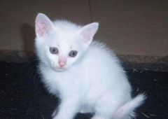 1����Сè��ôι����