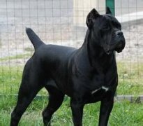 ��˹��Ȯ��ð��ô���ƣ�����ͼ��