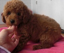 ������̩�ϳ�ʲô��ͼ��