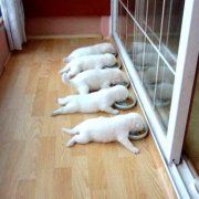 ��Ȯ�ڶ��̺󹷱������ι����