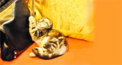 è����������Ա����ֻΪ׬è���̷�Ǯ