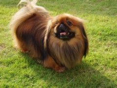 ���������ķ�������ͼ��