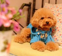 2����̩��С����ʲô���̷ۺã�