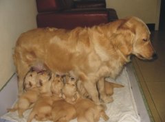 ĸ������С����Ը��ʳ��ô�죿