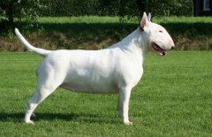 Сţͷ����ô���̣�