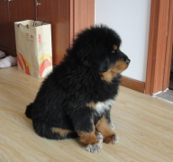 ������Ȯ��ʲô�ã�