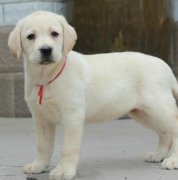 ����˹�ӳ�ʲô����