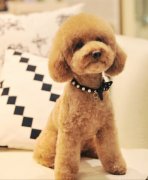 �˸��´��̩��һ��Զ��٣�ͼ��