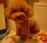 �����´��̩�ϳԶ��٣�ͼ��