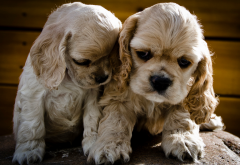 ���ﹷ����������ô��