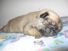 ��Ҫ���˸�Ȯ����Ӫ����