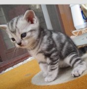 ��èһ��Զ���è���ģ���ͼ��