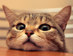 èӪ���࣬���˽��ж���