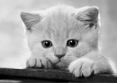 С��èιʲô�ã�