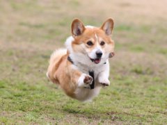 ����˹�������³�ʲô