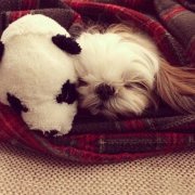 ����˹��Ż�²���ϡ