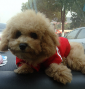 ̩��Ż�²��Զ���