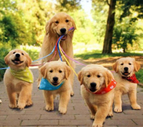 ����˹�Ӻ����ڰ�