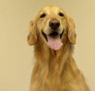 ��ëǰ�ȹؽ��״�