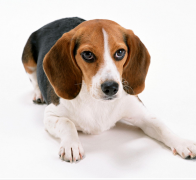 ѩ����ǰ��ȳ����ô��