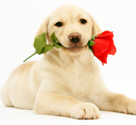 ̩�ϳԹ�����ϡ��ô�죿