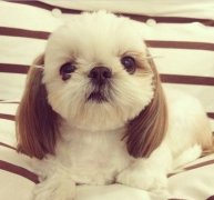 ��ţȮ����Ƥ������ô��?