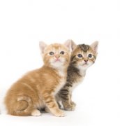 һ���è��кŻ����ô��