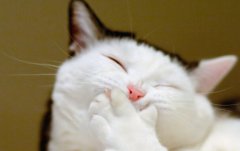 ������è��ر��������ص�