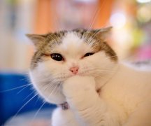 è���ë������ô�죿��θ��ƣ�