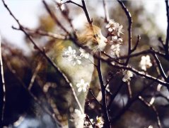 ��è�ƻ�����Щè����ȥ�����