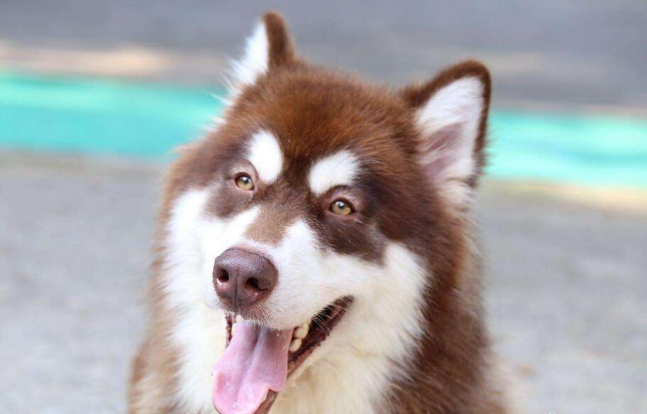 ȱ����ЩӪ�������׵��¹�������������