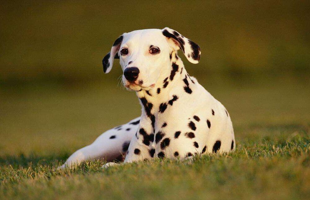 �������ƹ���������ЩΣ����