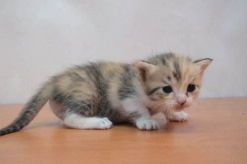 Ϊʲôè�䳦θ����Ҫ�����ڳ�θ��?�ȵǳ�