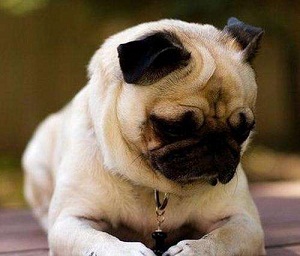 �����Գ��˳�ʲô�ܰ����������ȵǳ�θ����